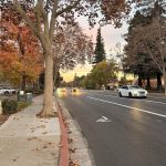 Tree Lined Willow Glen Street